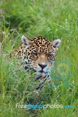 Leopard Hiding In Grass Stock Photo