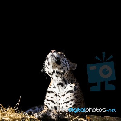 Leopard Looks Up On The Dark Background Stock Photo