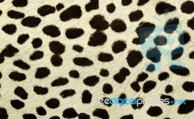 Leopard Skin Background Stock Photo