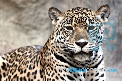 Leopard Was Watching Something Stock Photo