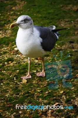 Lesser Black-backed Gull Stock Photo