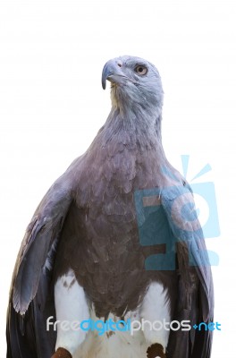 Lesser Fish Eagle ( Ichthyophaga Humili ) Stock Photo