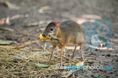 Lesser Mouse Deer Stock Photo