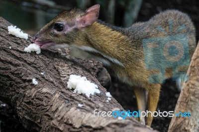 Lesser Mouse-deer (tragulus Kanchil) In The Bioparc Fuengirola Stock Photo