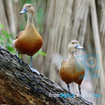 Lesser Whistling-duck Stock Photo