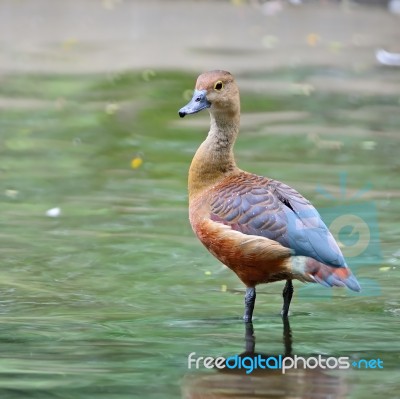 Lesser Whistling-duck Stock Photo