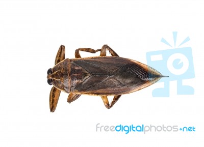 Lethocerus Indicus Isolated On White Background Stock Photo