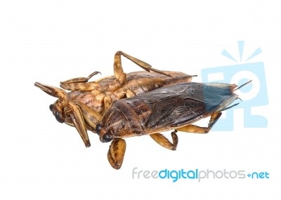 Lethocerus Indicus Isolated On White Background Stock Photo