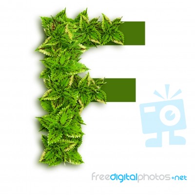 Letter F With Leaves Stock Photo