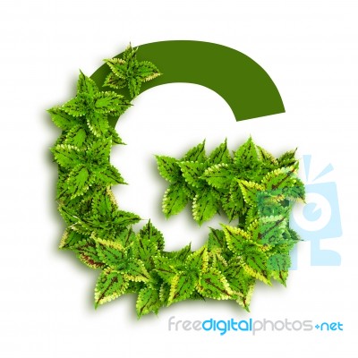 Letter G With Leaves Stock Photo