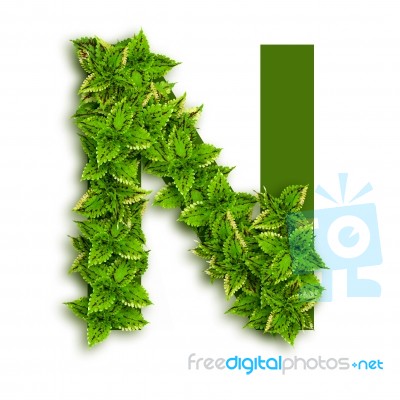 Letter N With Leaves Stock Photo