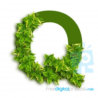 Letter Q With Leaves Stock Photo