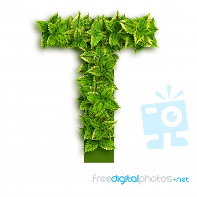 Letter T With Leaves Stock Photo