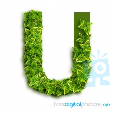 Letter U With Leaves Stock Photo