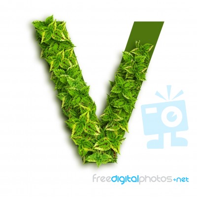 Letter V With Leaves Stock Photo