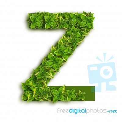 Letter Z With Leaves Stock Photo