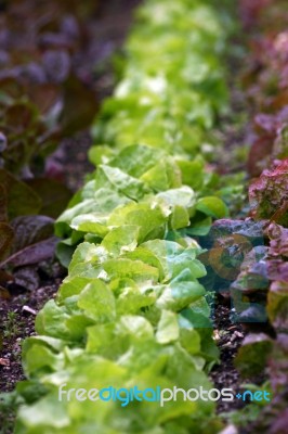 Lettuce Stock Photo