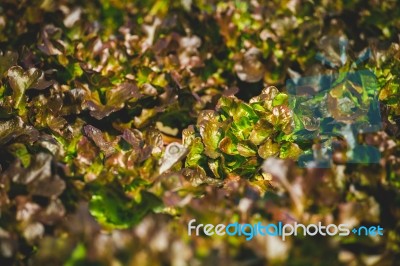 Lettuce Stock Photo