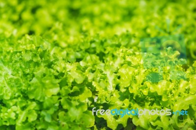 Lettuce Stock Photo