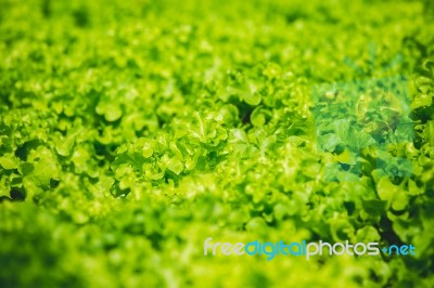 Lettuce Stock Photo