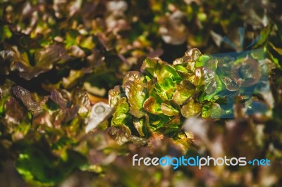 Lettuce Stock Photo