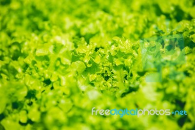 Lettuce Stock Photo