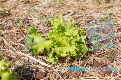 Lettuce Stock Photo