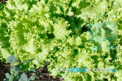 Lettuce Stock Photo