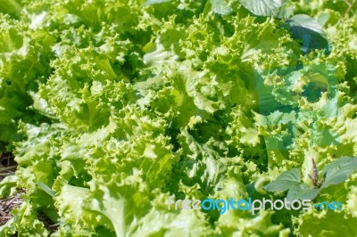 Lettuce Stock Photo