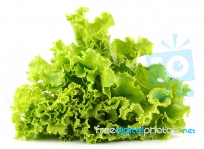 Lettuce Stock Photo