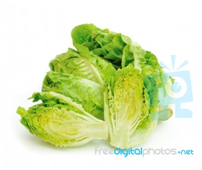 Lettuce  Stock Photo