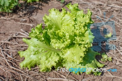 Lettuce Closeup Detail Stock Photo