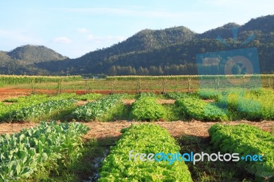 Lettuce Farm Near Mountain Stock Photo