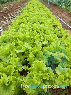 Lettuce Field Stock Photo