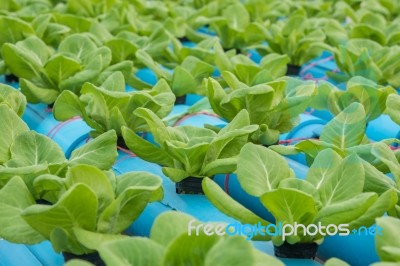 Lettuce In Hydroponic Farm Stock Photo