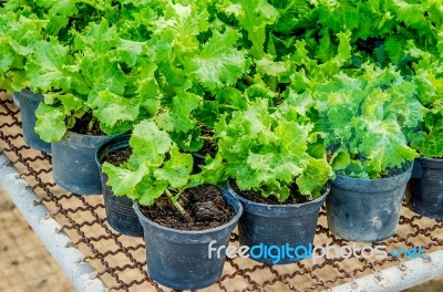 Lettuce In Plastic Pot Stock Photo