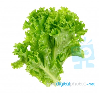 Lettuce Isolated On The White Background Stock Photo