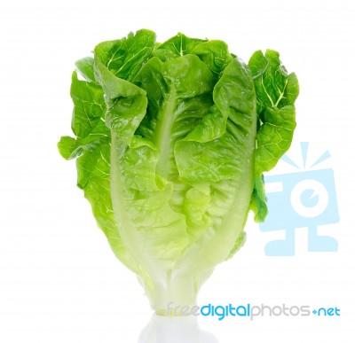 Lettuce Isolated On The White Background Stock Photo