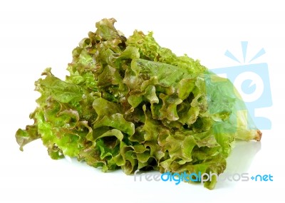 Lettuce Isolated On The White Background Stock Photo