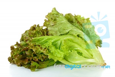 Lettuce Isolated On The White Background Stock Photo