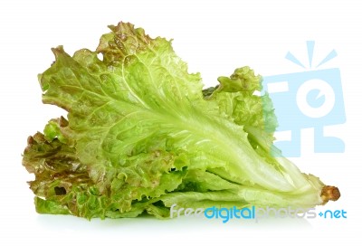 Lettuce Isolated On The White Background Stock Photo