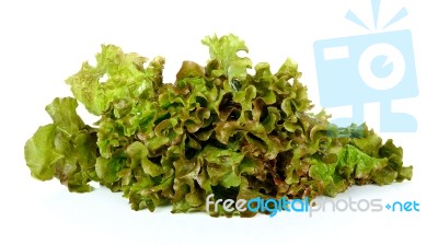 Lettuce Isolated On The White Background Stock Photo