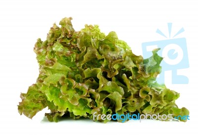 Lettuce Isolated On The White Background Stock Photo