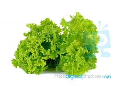 Lettuce Isolated On The White Background Stock Photo