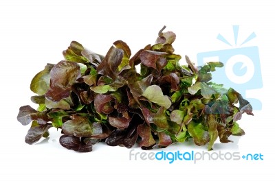 Lettuce Isolated On The White Background Stock Photo