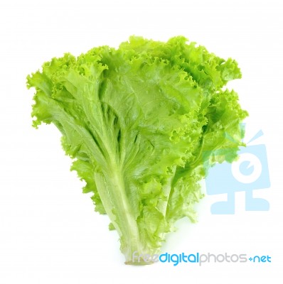 Lettuce Isolated On The White Background Stock Photo