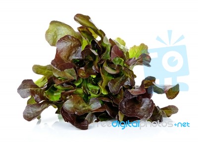 Lettuce Isolated On The White Background Stock Photo