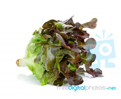 Lettuce Isolated On The White Background Stock Photo