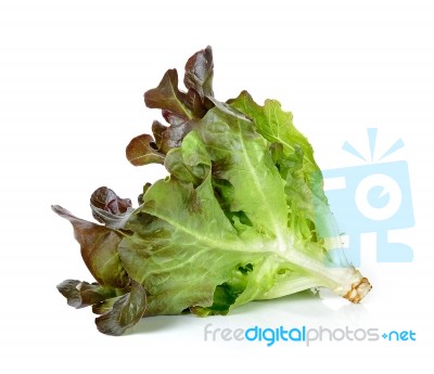 Lettuce Isolated On The White Background Stock Photo