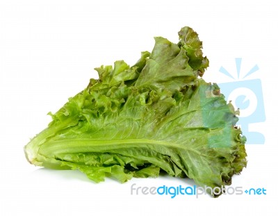 Lettuce Isolated On The White Background Stock Photo